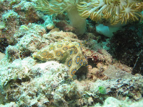 Click to View Blue-Ringed Octopus<br><span style='font-size:12px'><i>WWW</i></span>
